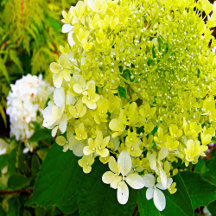 Elegant Chartreuse Green Limelight Hydrangea