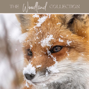 Cartão de Natal - coroa e pomba - Paz na Terra