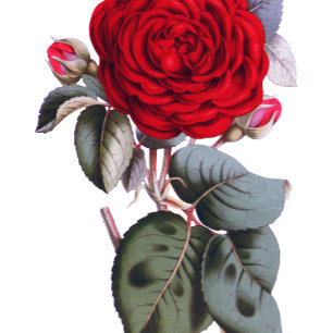 Flyer Rosa vermelha Chic Burgundy. Inv. de Casamento de 