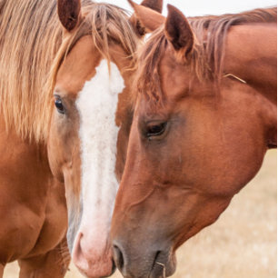 Convites Cavalos fungando em uma pastagem