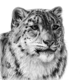 Póster Leopardo-da-Neve Desenhado À Mão