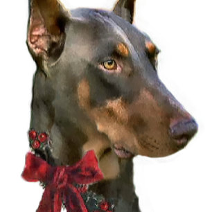 Cartão De Festividades Doberman Pinscher Christmas