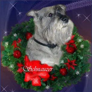 Cartão De Festividades Presentes de Natal Standard Schnauzer