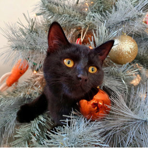 Cartão De Agradecimento Black Cat Feliz Natal