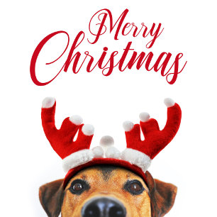 Cartão Postal De Festividades Cachorro Engraçado Reindeer Engraçado Antler Headb