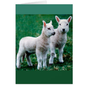 Sven & cartão velho