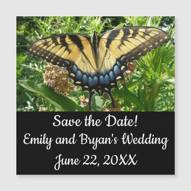 Swallowtail Butterfly II at Shenandoah (Frente)