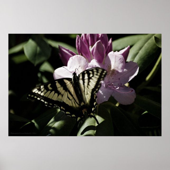 Swallowtail e Rhododendron Impressão (Frente)