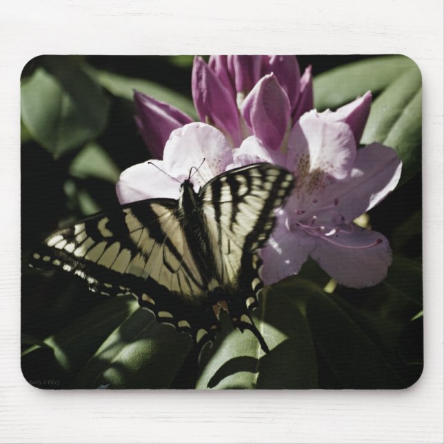 Swallowtail e Rhododendron Mousepad (Frente)
