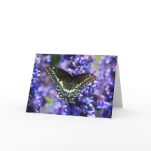 Swallowtail preto 7 x 5 cartão - vazio