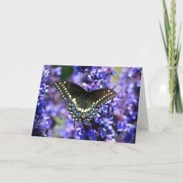 Swallowtail preto 7 x 5 cartão - vazio