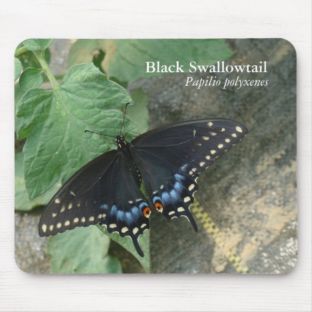 Swallowtail preto Mousepad (Frente)