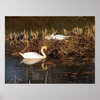 Swan A Ver O Seu Poster De Amigo