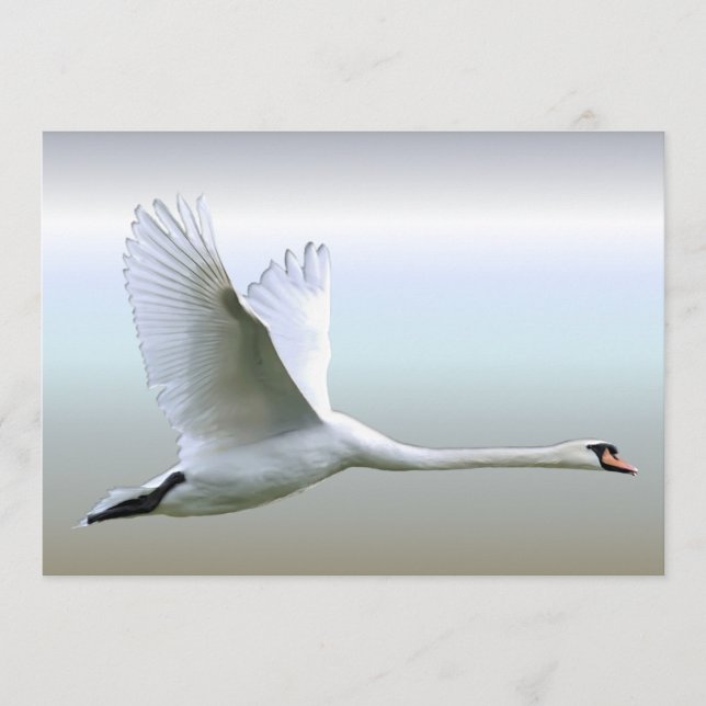 Swan Branco no Voo do Cheio (Frente)