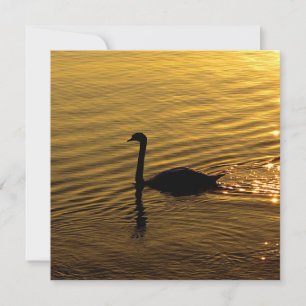 Swan ouro