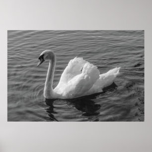 Swan. Roath Park Lake, Cardiff, Wales B&W Poster