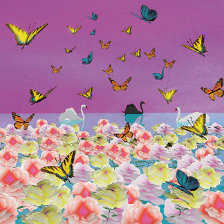 Swans na Sunset Poster