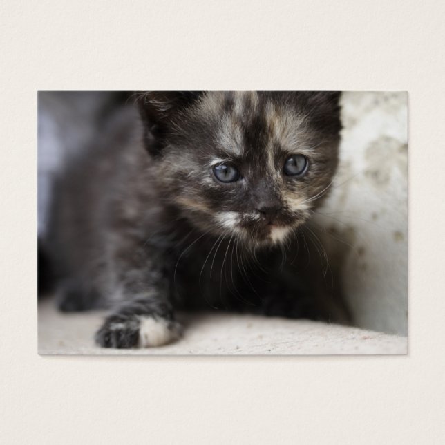 Sweet Shy TortoisesInferno Baby (Frente)