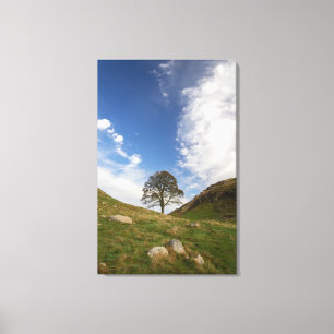 Sycamore Gap Stretch Canvas Print