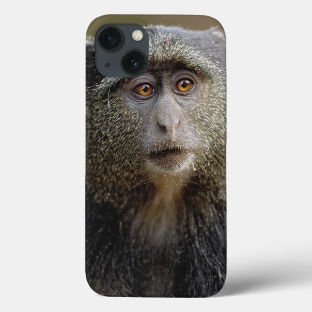 Sykes ou Macaco Azul, Cercopithecus mitis, (Verso)