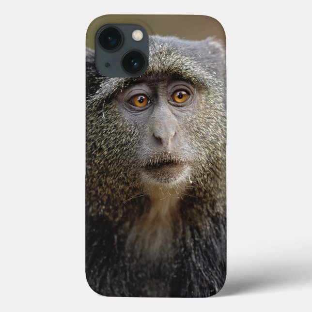 Sykes ou macaco azul, mitis do Cercopithecus, (Verso)