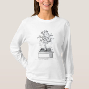 T-shirt A árvore de vida, ou a árvore Weeping