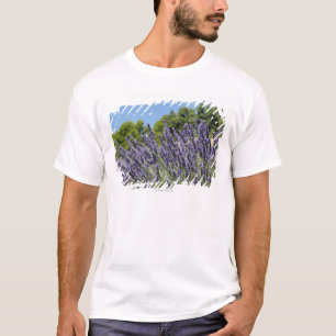T-shirt A lavanda floresce no campo no verão, Provence