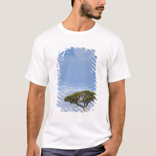 T-shirt Acácia Espinho de Guarda-Chuva, Acacia tortilis, e