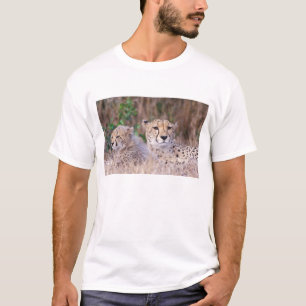 T-shirt África, África do Sul, Reserva Tswalu. Guepardos