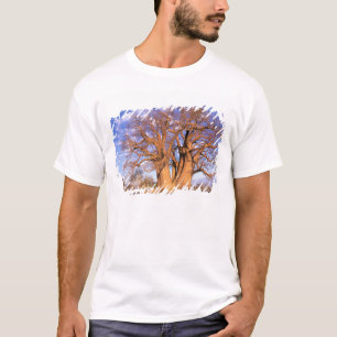T-shirt África, Botsuana, Delta do Okavango. Baobá