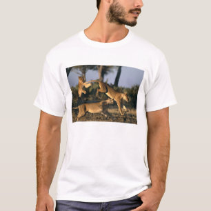T-shirt África, Botsuana, Parque Nacional Chobe, Leões