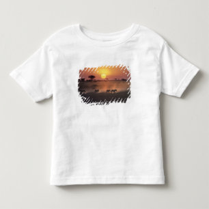 T-shirt África, Quênia, Amboseli NP. Zebras vão para o