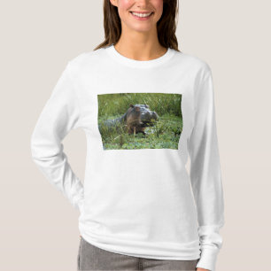 T-shirt África, Quênia, Masai Mara NR. Uma mãe hipopótamo
