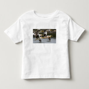 T-shirt África. Quênia. Pelicanos brancos em voo no Lago