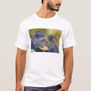 T-shirt África. Tanzânia. Mãe de macaco azul com filhote