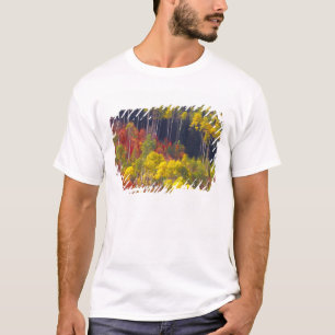 T-shirt Álamos coloridos em Logan Canyon Utah no