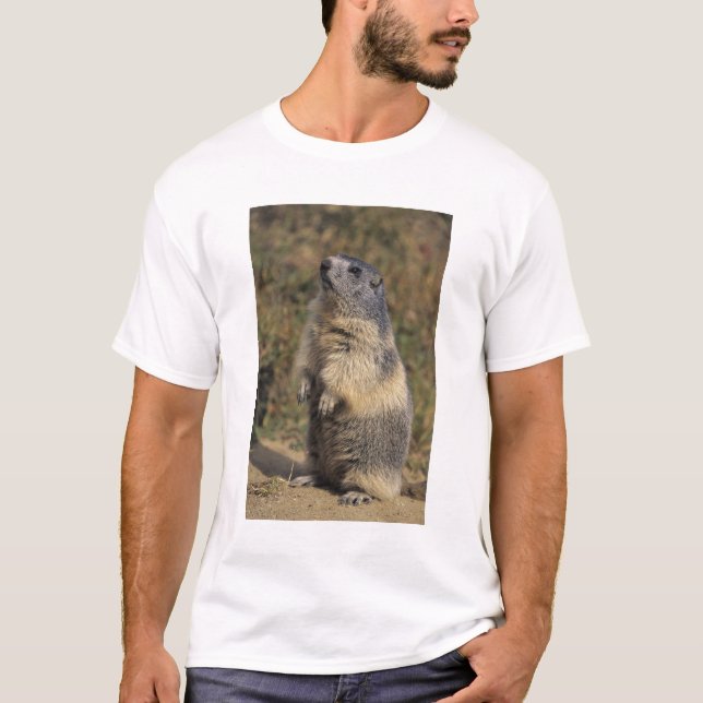 T-shirt Alpino Marmot, Marmota marmota, pé adulto (Frente)