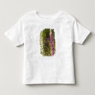 T-shirt América do Norte, Canadá, Ilhas Queen Charlotte, 2