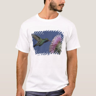 T-shirt América do Norte, EUA, Arizona. Bico-largo