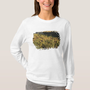 T-shirt América do Norte, EUA, Arizona, Deserto de Sonora