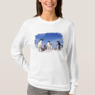 T-shirt Antártida, Pinguim Adelie Pygoscelis