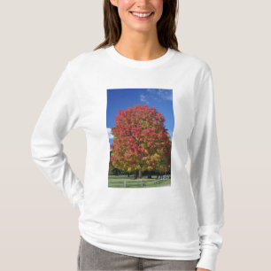 T-shirt Árvore de bordo vermelho em cores de outono, perto
