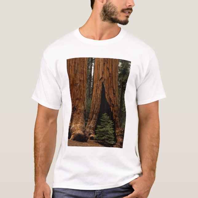 T-shirt Árvores Redwood, Parque Nacional Sequoia. (Frente)