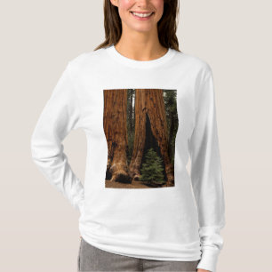 T-shirt Árvores Redwood, Parque Nacional Sequoia.