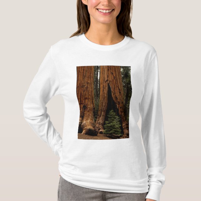 T-shirt Árvores Sequoias, Parque Nacional Sequoia. (Frente)