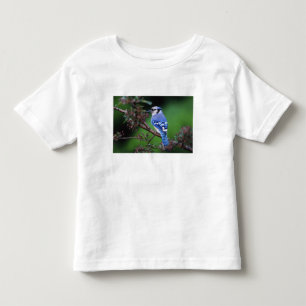 T-shirt Azul Jay, Cyaoncitta cristata