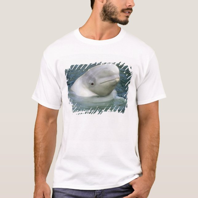 T-shirt Baleia Beluga, Delphinapterus leucas) (Frente)