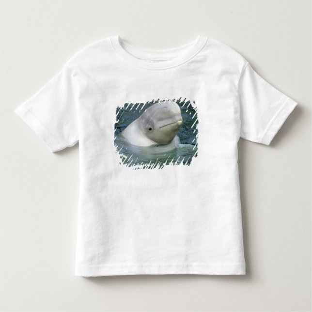 T-shirt Baleia de Beluga, Delphinapterus leucas) (Frente)