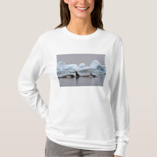 T-shirt baleias assassinas (orcás), Orcinus orca, cardume