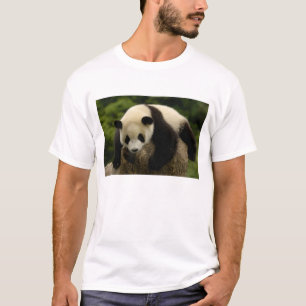 T-shirt bebê de panda gigante (Ailuropoda melanoleuca)